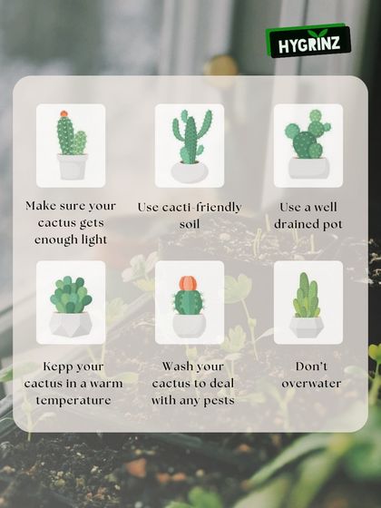 Hygrinz - Garden Maintenance Gardening Know-How: Tips & Techniques photo 33