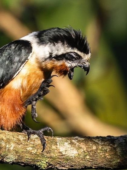 A Collared Falconet with a fierce expression, a tiny but powerful raptor.