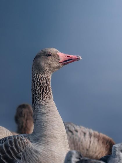 A portrait of a Greylag goose. The close-up allows you to appreciate the texture of its feathers and the soft colors of its beak and eyes.