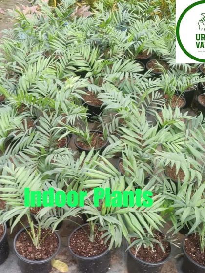 A batch of small Parlor Palms (Chamaedorea elegans).