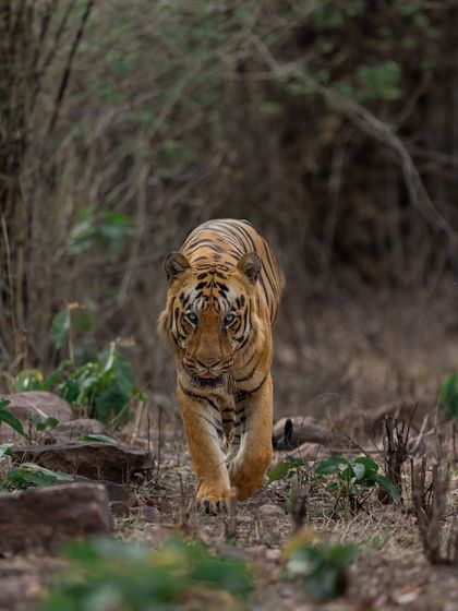 Tigers of India's Jungles photo 86