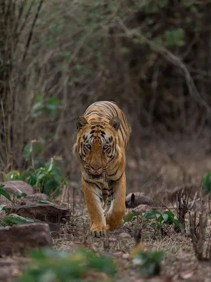 The late King Bajrang of Tadoba, a tiger of immense size and shy nature. This was a rare moment where he walked head-on, a memory I will always cherish.