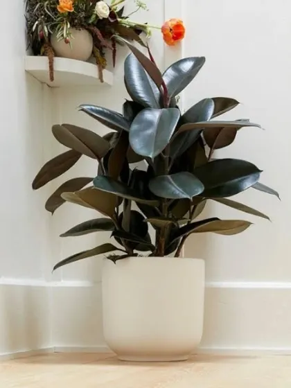 A dark-leafed Rubber Plant in a simple white pot creates a striking contrast against a light-colored wall. It's an easy way to add a touch of drama and sophistication to a corner.