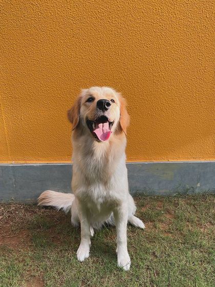 The happy face of Pixel, a beautiful Golden Retriever, against the vibrant orange wall of our indoor training hall.