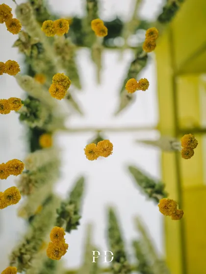 An artistic shot looking up through the hanging marigold and tuberose garlands, creating a beautiful, abstract floral pattern.