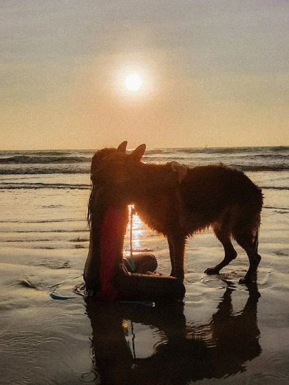 Sunsets on the beach with my best boy. These are the moments of pure connection that I want every dog owner to experience.