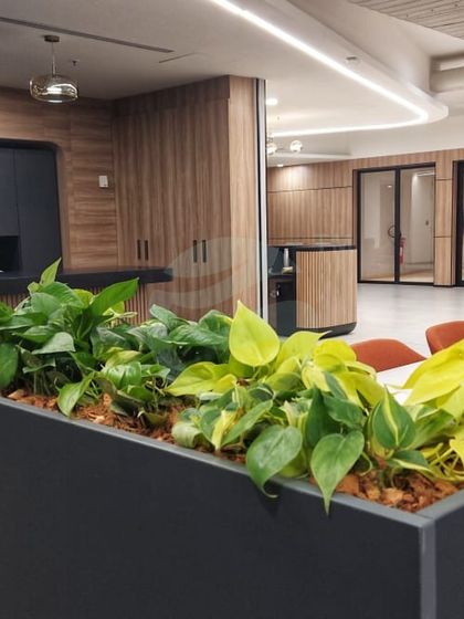 This is part of our "Dahlia Project" in Chennai, where we used long planters filled with Golden Pothos. The bright yellow-green leaves bring a cheerful energy to the workspace and help improve indoor air quality.