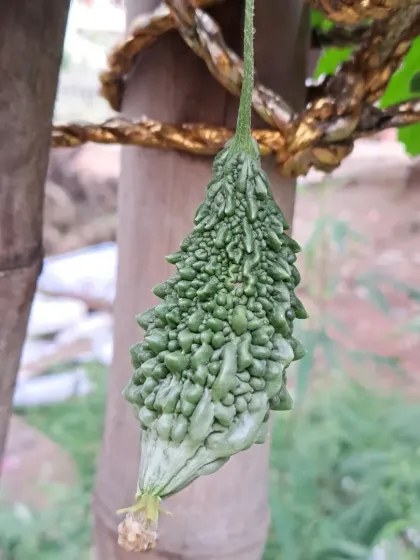 A closer look at a bitter gourd growing on my terrace. I use simple supports made of bamboo for the vine to climb on.