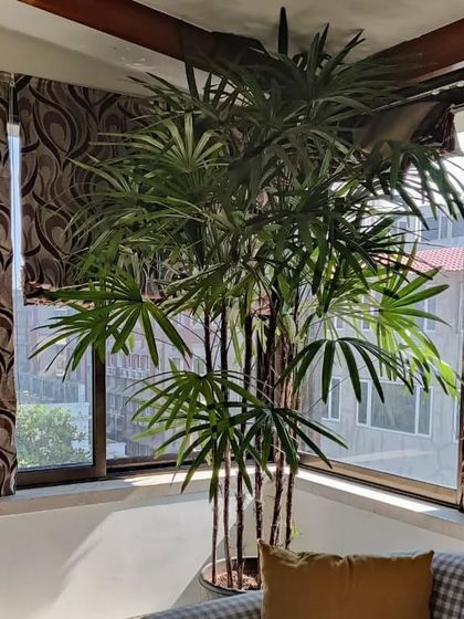 Residential Garden Transformations photo 3