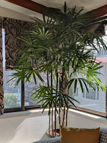 A tall Rhapis palm perfectly placed in a sunlit corner of a home. We help you choose the right plant for the right spot, ensuring it not only survives but thrives while enhancing your home's decor.