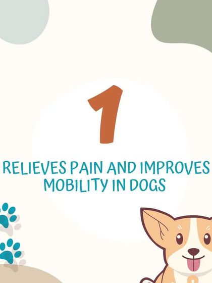 Poochkoo Mutts & Nutts - Dog Training & Behavior Modification Canine Hydrotherapy & Wellness photo 9