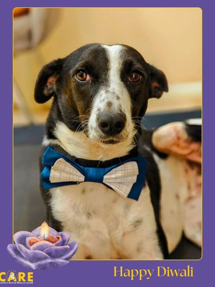 Charlie's Animal Rescue Centre - Animal Rescue & Adoption Life at the Shelter photo 17