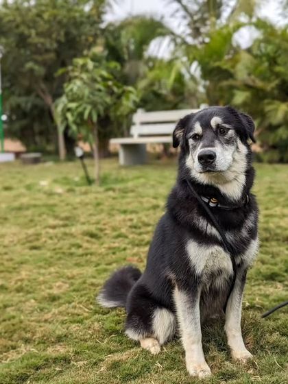 Poochkoo Mutts & Nutts - Dog Training & Behavior Modification Life at the Ranch photo 12