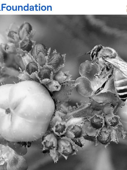 A honeybee pollinating a flower. Pollinators are the cornerstone of a thriving ecosystem, and we plant a variety of native flowering plants to support them.