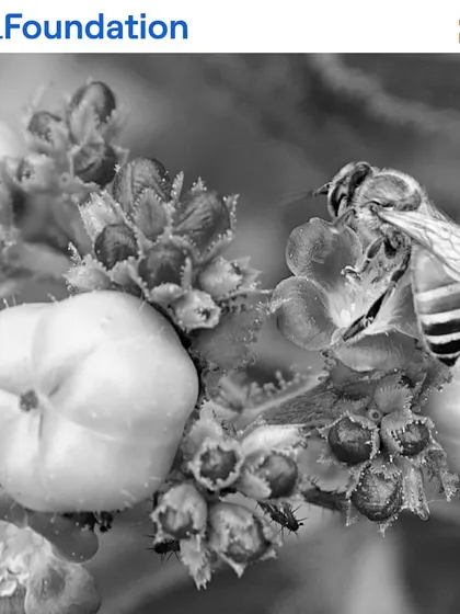 A honeybee diligently pollinates a flower. Bees are essential for the reproduction of many plants, and we ensure our sites are rich with native flowering species to support them.