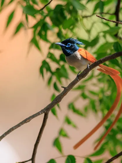 The rufous morph of the male Indian Paradise Flycatcher, with its glossy black crest and bright blue eye-ring.