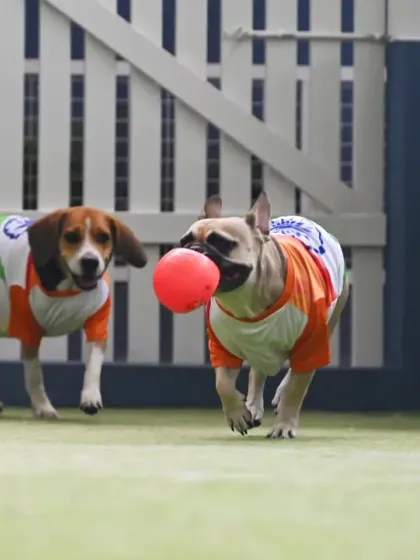 The joy of a good game of fetch is universal. We love seeing the focused energy and happiness as our guests chase after their favorite ball in our secure play area.