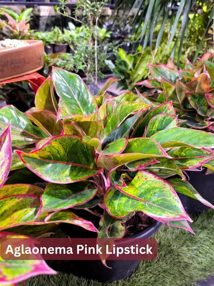 This is the Aglaonema Pink Lipstick, named for the delicate pink edges on its leaves. It's a subtle yet beautiful variety that thrives in indoor conditions.