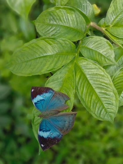 The stunning blue upper wings of a Sahyadri Blue Oakleaf butterfly. This is the "blue" that is usually hidden when it camouflages itself as a dry leaf.