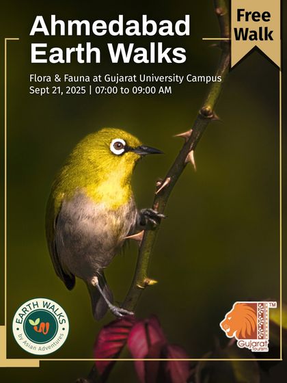 Urban Bird Watching photo 4