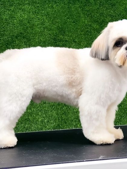 Pets Forever - Full Service Dog Grooming Shih Tzu Styling: My Specialty photo 20