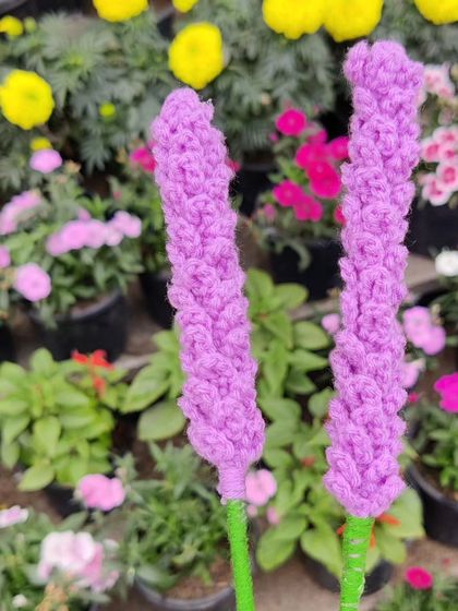 A closer shot of the two lavender stems at the nursery.
