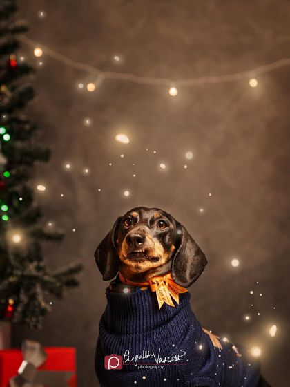 Pragalbh - Commercial Pet Photography Creative & Themed Campaigns photo 19