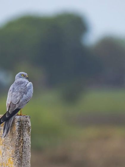 A male Montague's Harrier, a migratory raptor, perched on a concrete post in the grasslands surrounding Delhi NCR.