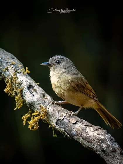 A Brown-cheeked Fulvetta on a mossy branch. This is a small, social bird of the forest, and this portrait captures its subtle beauty.