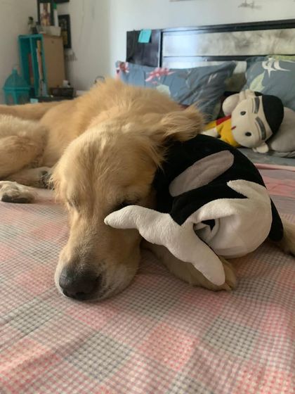 PL Paws - Dog Adoption Services Happy Tails: Our Adoptees in Their Forever Homes photo 112