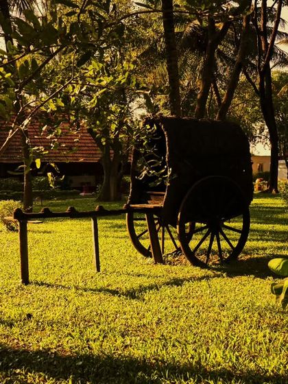 A restored 100-year-old bullock cart preserved on our grounds. It stands as a symbol of our commitment to honoring tradition and heritage.