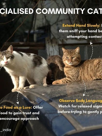 Cupa - Spay/Neuter & Animal Birth Control A Guide for Community Caregivers photo 5