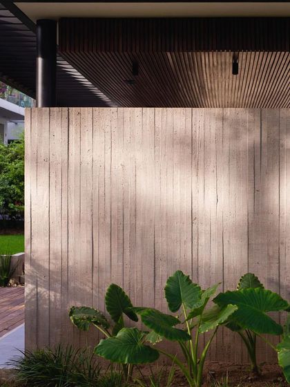 The texture of a board-formed concrete wall is complemented by the soft, large leaves of an Alocasia plant. We focus on the interplay between materials, textures, and foliage.