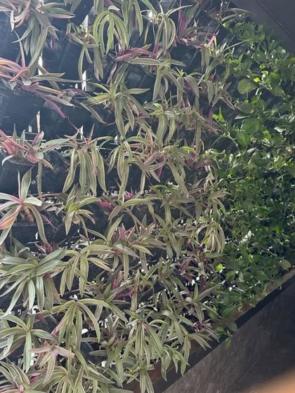 Living Vertical Gardens: The Real Deal photo 4