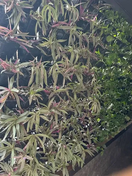 A natural vertical garden in Vasant Vihar featuring a mix of different plant species. These living walls help with sound absorption and improve the building's energy efficiency.