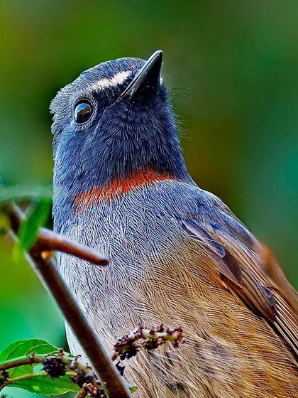 A Rufous-gorgeted Flycatcher looking up from among green leaves. The shot highlights the orange "gorget" on its throat and its white supercilium.