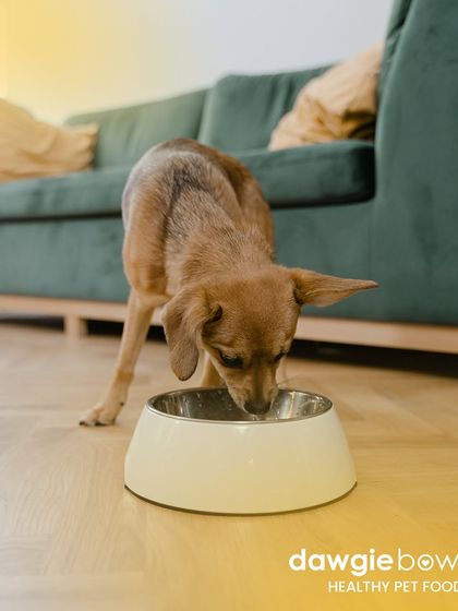 Serving healthy has never been easier. This little dog is enjoying its meal right in the living room, showing how seamlessly our food fits into your home and routine.