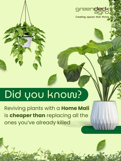 Before you give up on a struggling plant, consider this: reviving your existing plants with our Home Mali service is often more cost-effective than buying new ones.