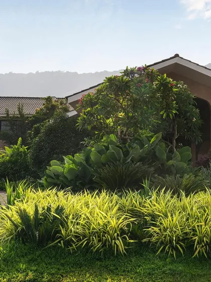 The morning sun highlights the varied textures of the planting at the entrance of this Alibaug villa. I used a mix of bright green groundcover and taller, architectural plants to create a layered and visually interesting welcome.