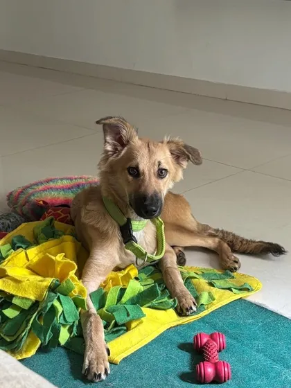 Fluffy lying on his colorful play mat. He is fully vaccinated and ready to bring his gentle soul to a forever home.