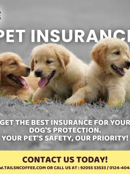To give you complete peace of mind, I offer comprehensive pet insurance plans. This graphic shows our commitment to your pet's safety and health, covering those unexpected vet bills so you don't have to.