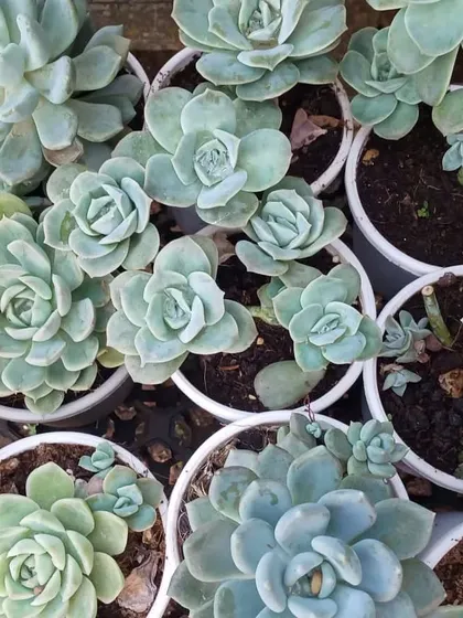 This image shows how some Echeveria succulents produce smaller "chicks" around the main "hen" plant. It's a sign of a healthy, growing succulent that you can propagate to create new plants.