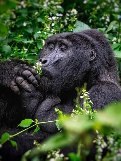 A moment of pure peace as a Silverback Gorilla in Bwindi stops to smell the small white flowers. It is a gentle reminder that even the most powerful creatures appreciate simple beauty.
