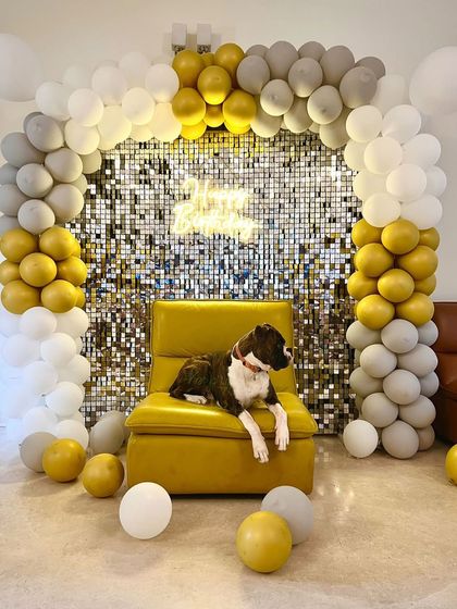 A truly glamorous birthday setup for a very special Boxer. The shimmering backdrop and balloon arch show that dog parties can be as chic and stylish as you can imagine.