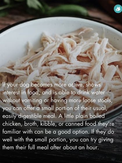 The Pack - Pet Parent Education & Workshops Your Dog's Health & Wellness photo 32