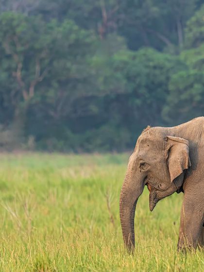 A close-up portrait of an elephant, its textured skin and gentle eye telling a story of ancient wisdom.