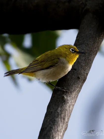 An Indian White-eye, with its characteristic white eye-ring, on a thick branch.