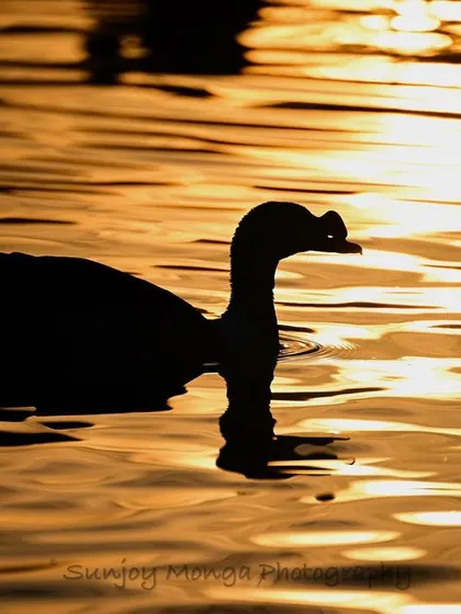 The silhouette of a Comb Duck, locally called Nakta, against the golden glow of the setting sun on water. The mesmeric charm of the ripples is enhanced by the form of this wild waterfowl.