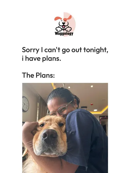 My weekend plans often look just like this: a big, warm hug from a golden retriever. This meme is a fun look into my life, but it's also the truth. The best part of my job is the connection and love I share with the dogs I train.