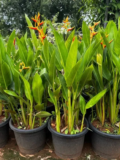 A group of potted Heliconia plants, ready to add an exotic and architectural element to a patio or garden bed.